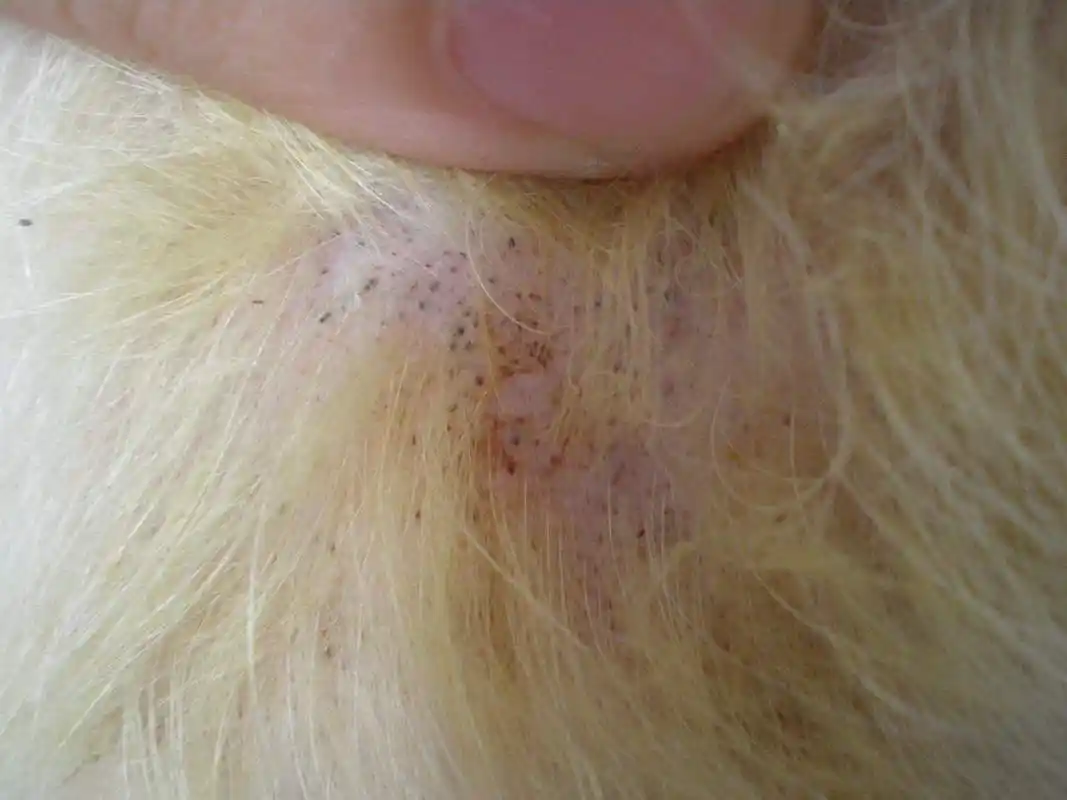 金毛犬怎么除满虫(狗狗身上爬满了"螨虫"怎么办?