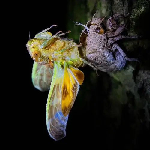 知了是一种神奇的昆虫.