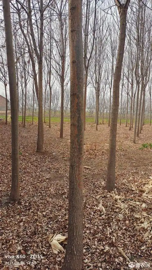 金叶白蜡 白蜡树100多棵10公分吧