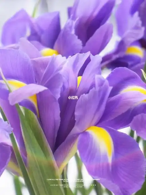 鸢尾花主要色彩为蓝紫色,有蓝色妖姬"的美誉,鸢尾花因花瓣形如鸟尾巴