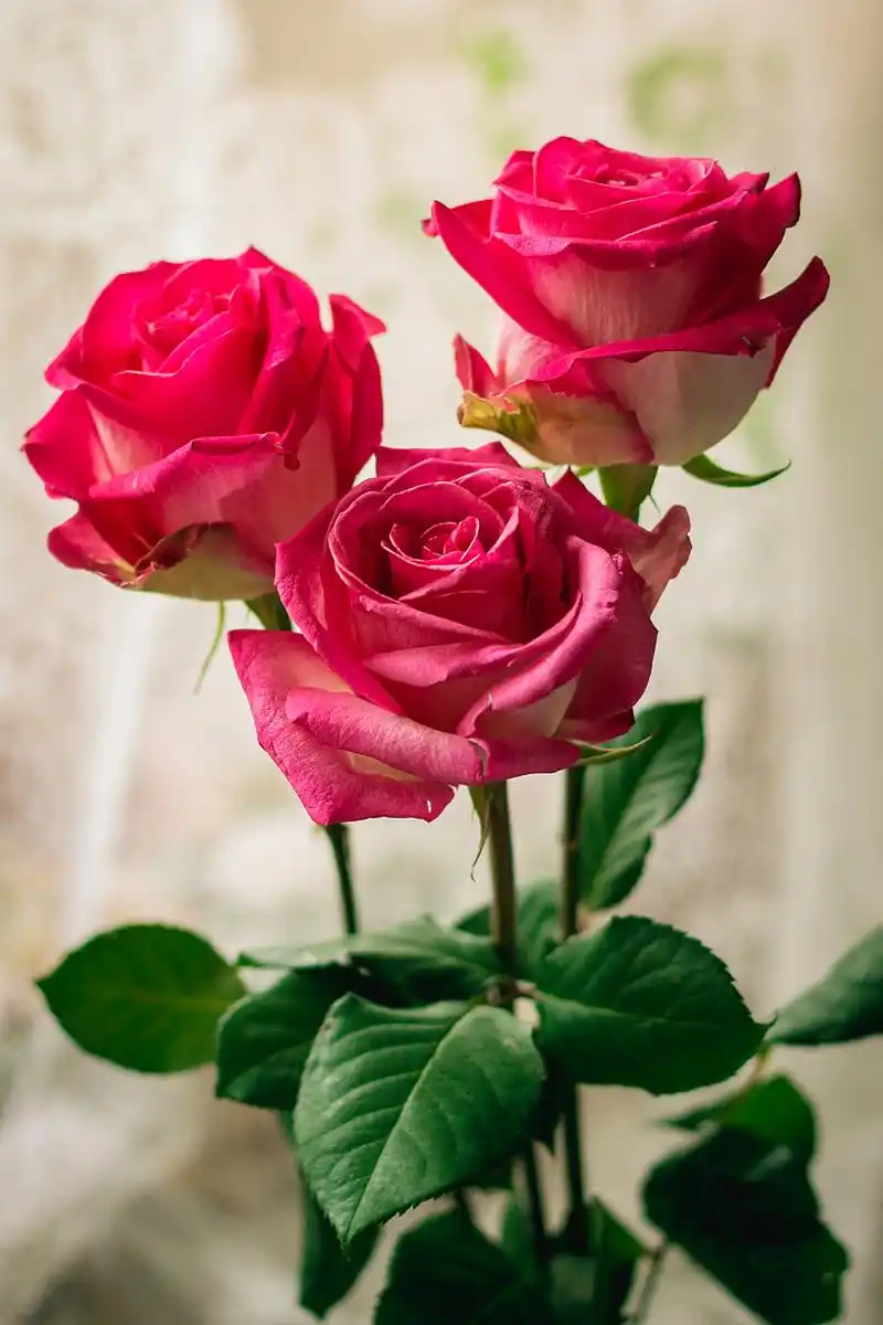 阳光下,玫瑰绽放,葡萄串串, 甜蜜的露珠闪烁,爱的气息弥漫.