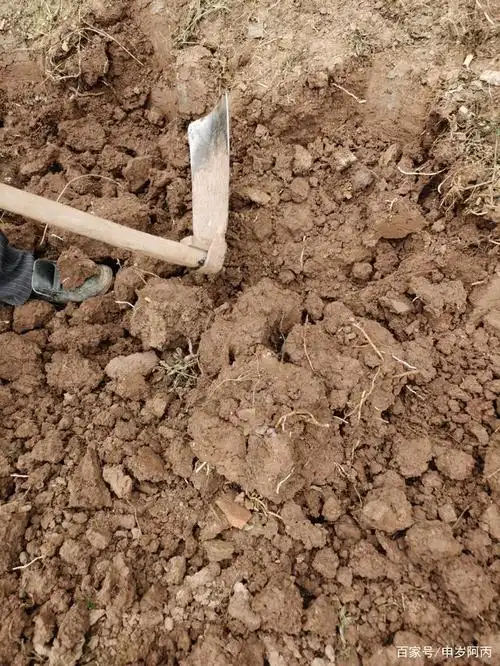 庄稼人挖地有讲究