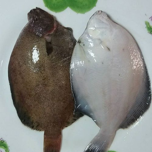 春光岛青岛鼓眼鱼鲜活古眼鱼新鲜高眼鱼比目鱼每斤3-5条海鲜 鼓眼鱼叁