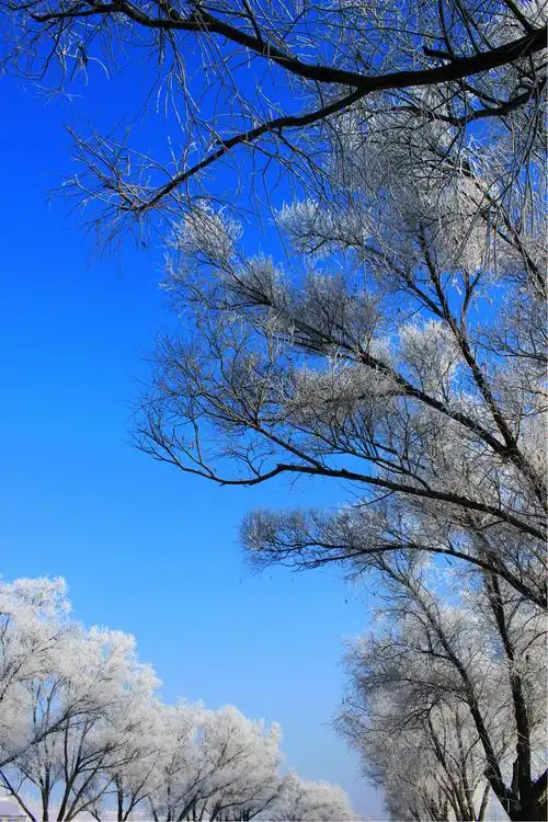 雾凇-哈尔滨平房区图片601,黑龙江省旅游景点,风景名胜 - 蚂蜂窝图库