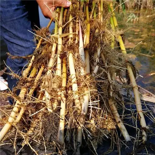 芦苇苗芦苇白根多成活率高达百分之九十九
