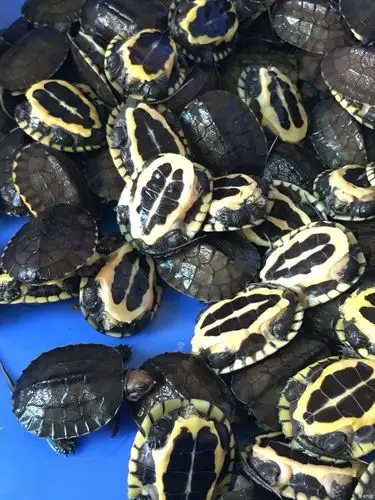 > 出售自家纯种石金钱龟龟苗