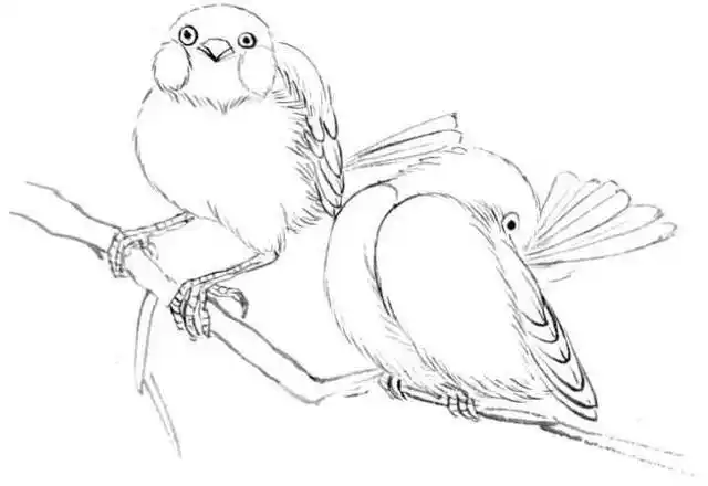 中国画零基础入门教程分步骤讲解三种鸟类画法简单易学的国画