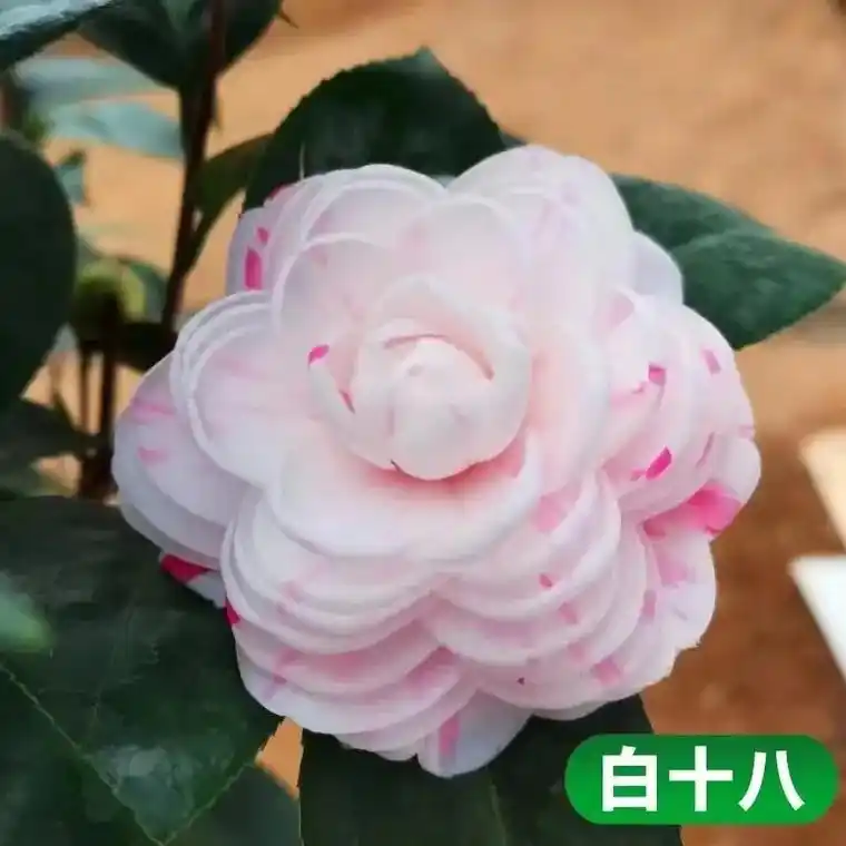 上热门 #茶花 #十八学士茶花.中国十大名茶花一树多色品种 - 抖音