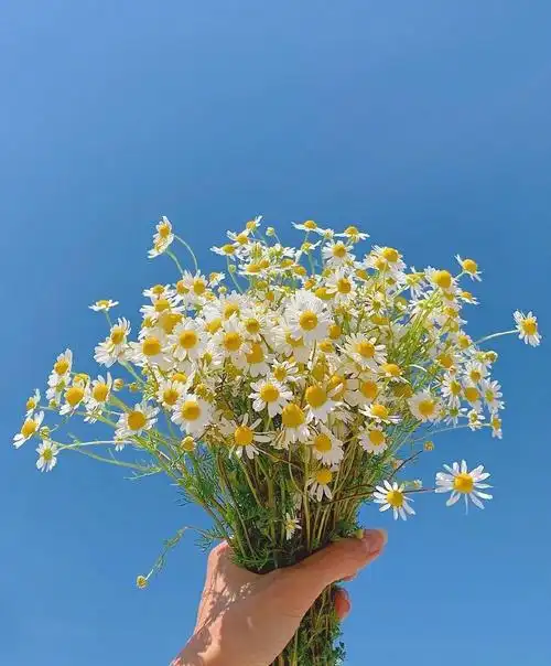 比起有人左右情绪的生活, 我更喜欢无人问津的