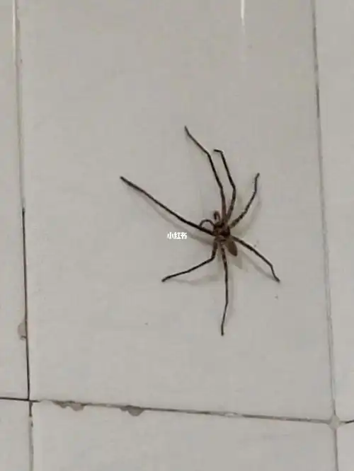 010101@#蜘蛛  #蜘蛛侠英雄无归  #房间里有