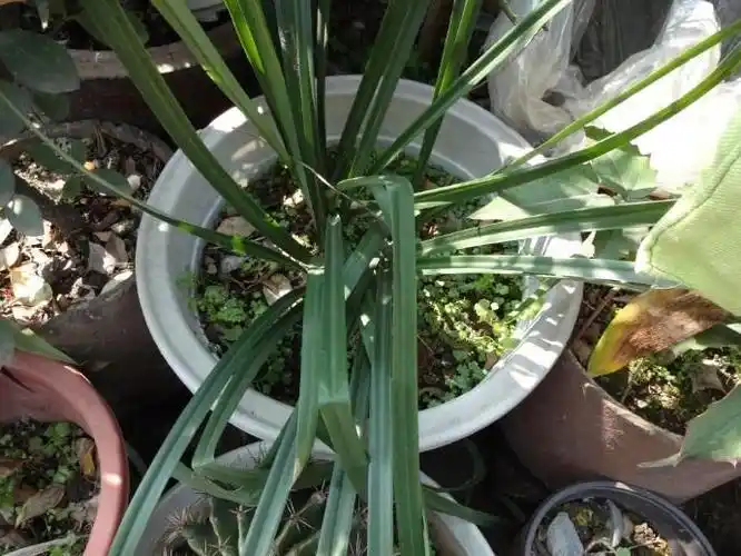 彼岸花那么好看买个球茎就能种为什么只长叶子不开花呢