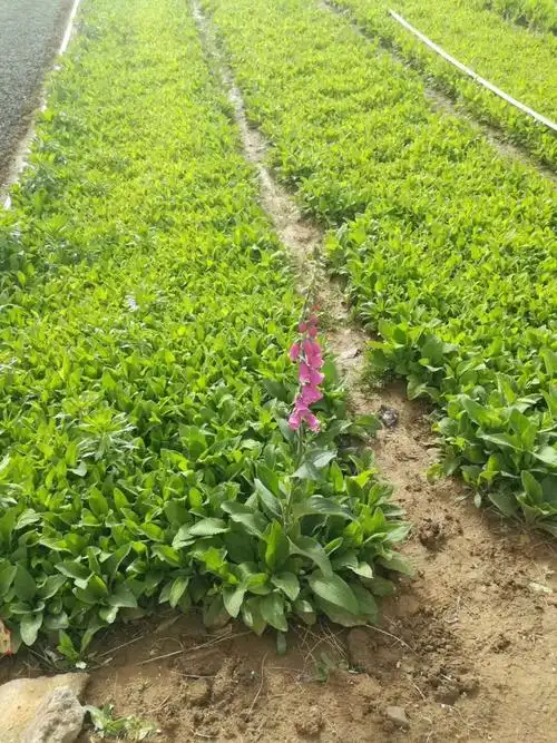 毛地黄价格毛地黄基地毛地黄批发供应毛地黄小苗毛地黄杯苗