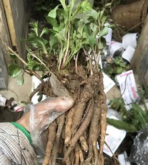 当沙参幼苗苗高3cm左右间苗1次,苗高10～15cm时开始定苗,定苗应每隔3