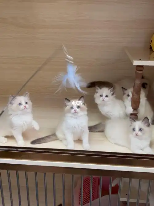 武汉自家布偶猫猫舍