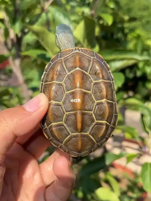 乌龟日常  #养龟日常  #苏北金线草龟