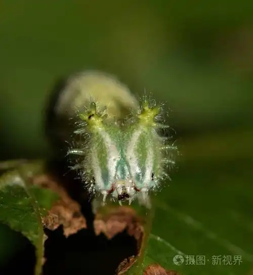 一只饥饿的tawny皇帝毛毛虫(asterocamaclyton)在晚上吃一些叶子,从