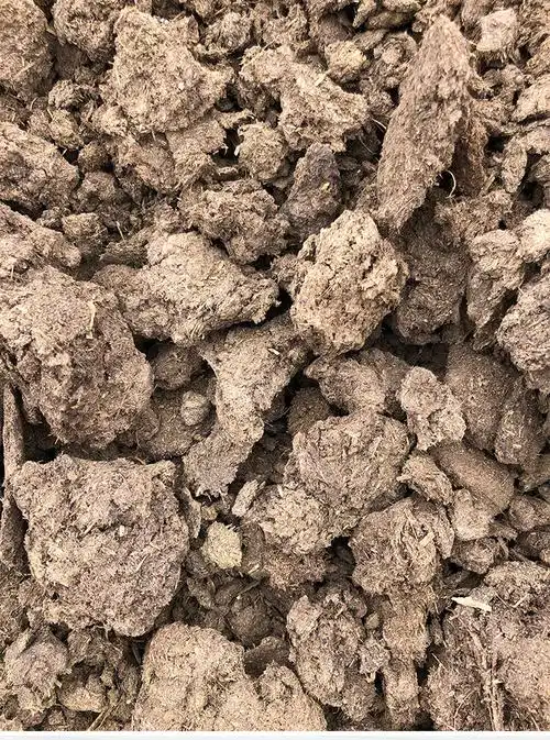 干牛粪大块 蘑菇杏鲍菇用牛粪肥料 菌类植物养护肥料 晒干牛粪