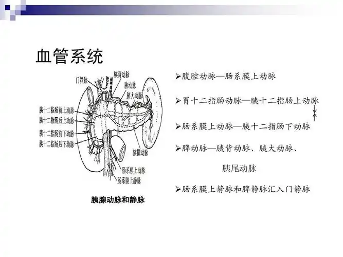 医药卫生 基础医学 胰腺疾病 第1-4节(张圣道)5-7节(赵玉沛)ppt 血管