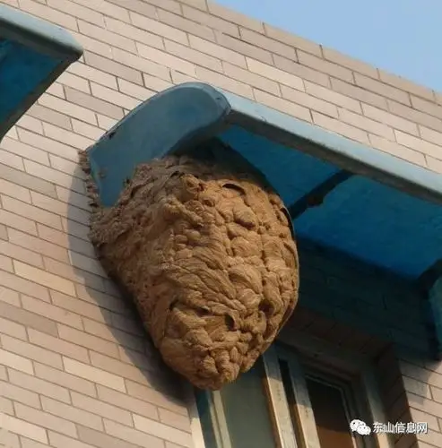 马蜂窝通常会长在这些地方大家可要留意了!