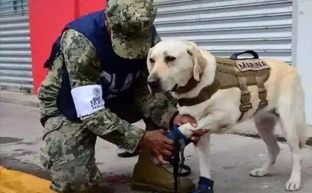 拉布拉多作为警犬它的优秀大家有目共睹,来欣赏一下它的魅力吧