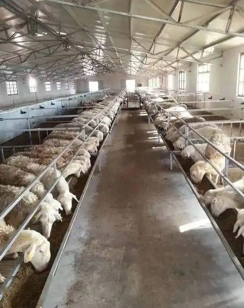 花10万建了个气派的羊舍,结果