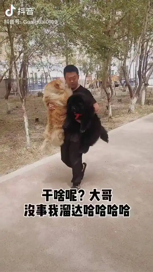 没事我溜达华子松狮