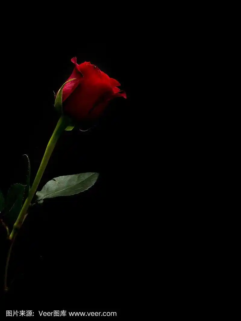 单瓣红玫瑰底色加黑色空白