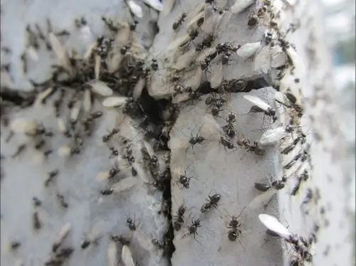 刚在小区下面聊天,突然出现了好多蚂蚁,各个角落都有,好多都是长翅膀