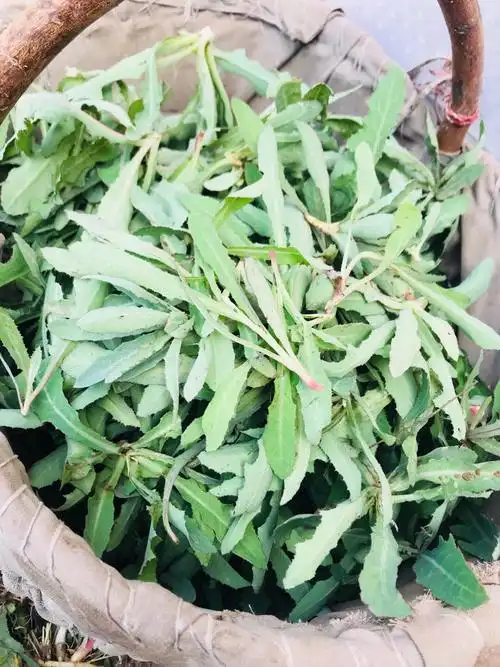 苦苦菜,又名苦苣菜, 取麻菜, 苣荬菜,麻苣苣,药名"败酱草",民间俗称