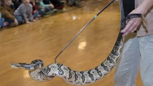 ihs students enjoy slithery friends in show
