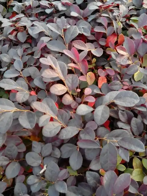 路边绿化带里的,本来以为是紫叶小檗,但是看叶子又有点不一样,到底是