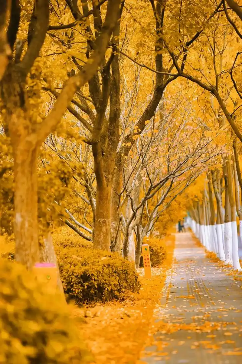 壁纸 风景 森林 桌面 1440_2160 竖版 竖屏 手机