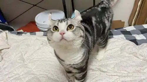 卷耳美短棕虎斑家里最后一只啦