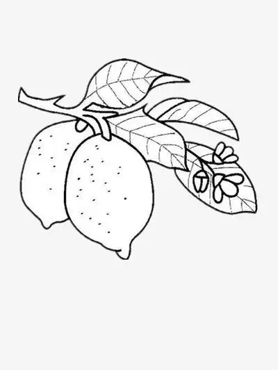 成熟的果实简笔画