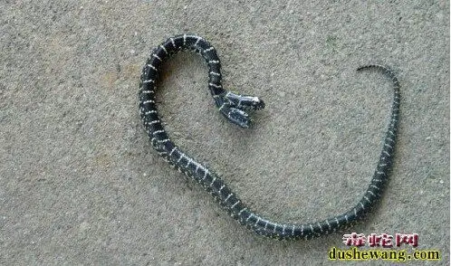 双头蛇图片