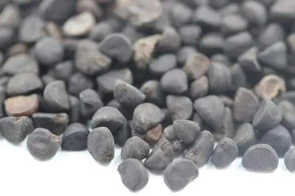 哪里有卖黄花牵牛种子的呢