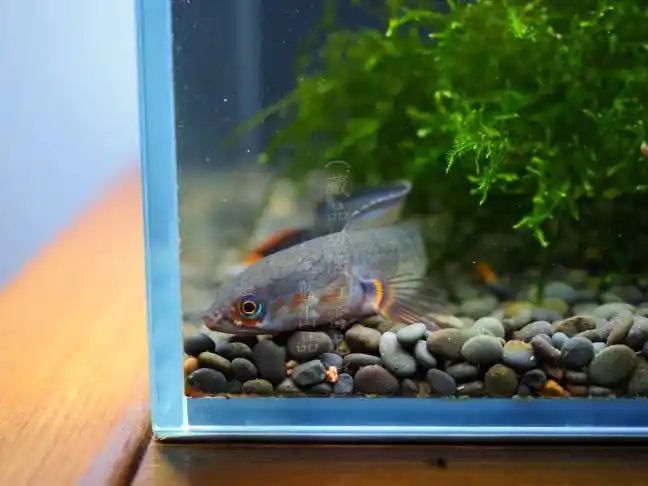 少见的高帆酒红雷龙人工苗