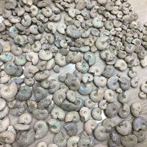 天然斑彩螺原石菊石海螺化石古生物化石