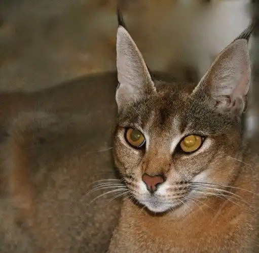 卡拉猫(卡拉不是狗嘛.