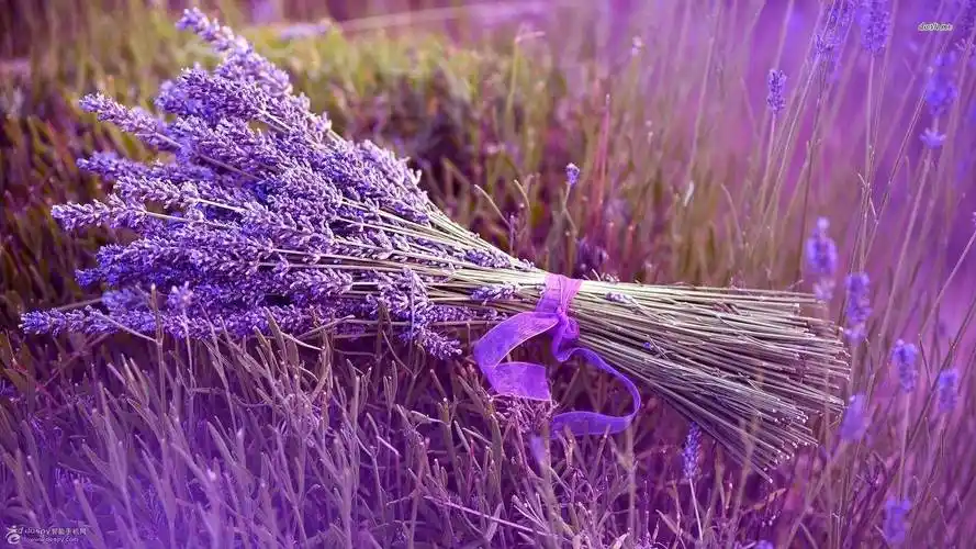 小清新紫色薰衣草高清壁纸