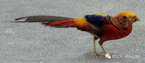 世界上哪种鸟类的尾巴是最长的