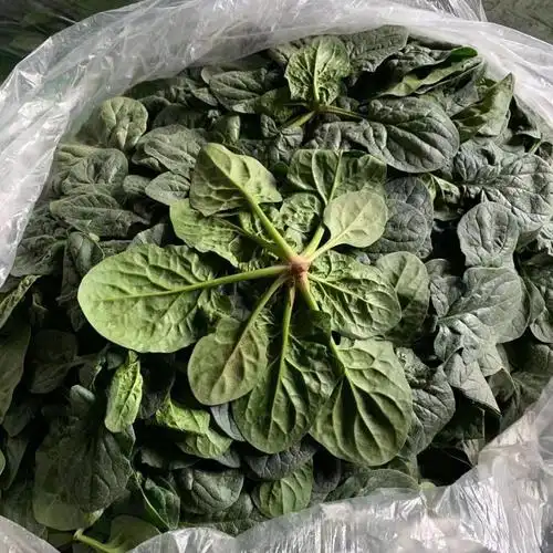 矮脚菠菜新鲜蔬菜霜冻菠菜红根菠菜趴地菠菜农家菠菜尝鲜装1斤装