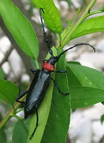 合肥市桃红颈天牛8月将进入幼虫孵化危害高峰期