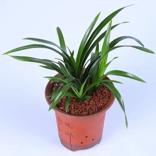 建兰四季蓝宝石有香味兰花花苗夏带花苞出售花卉创意礼品