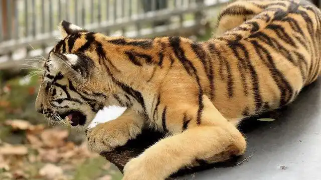 国外土豪家养的宠物老虎比宠物狗还安静从来都不嬉闹