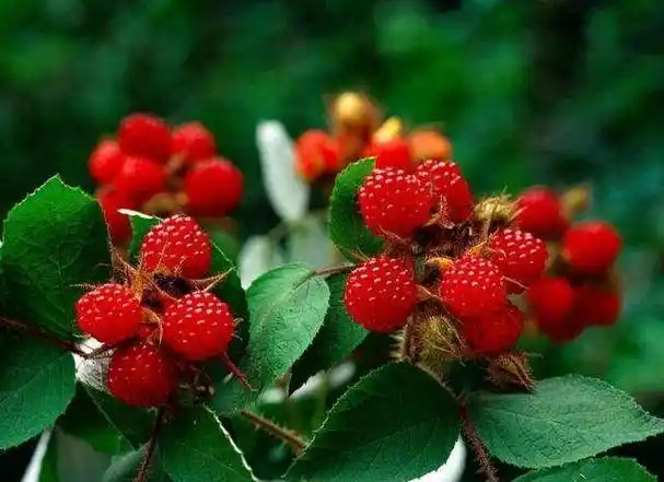 山中野果覆盆子(山上的野果覆盆子图片)_美食相关信息_大遂网
