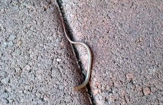 铁线虫入侵!铁线虫会入侵人类吗?