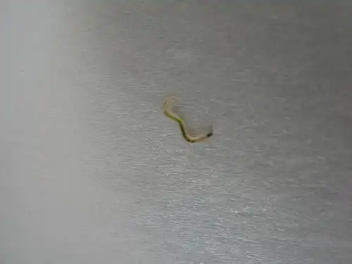 鱼寄生虫还是水霉菌?高手看看啊