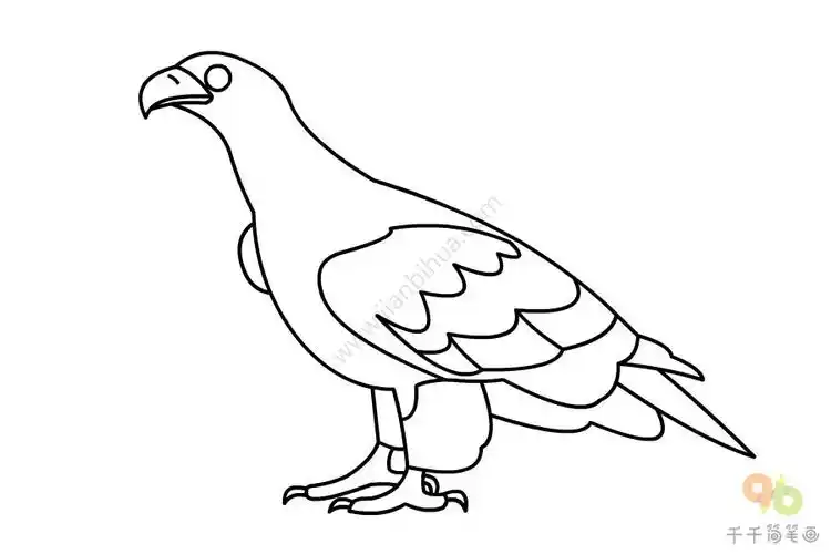 虎头海雕简笔画步骤图