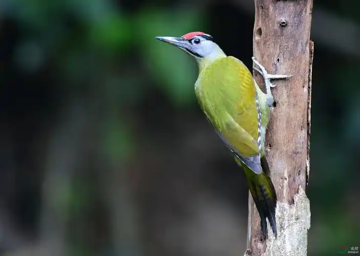灰头绿啄木鸟